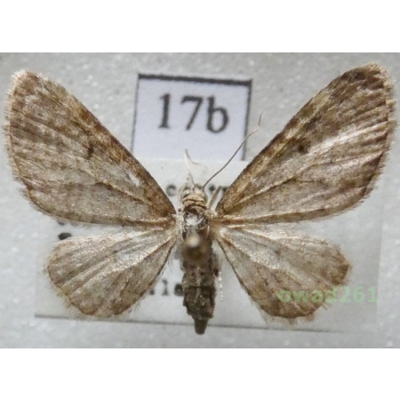 Eupithecia virgaureata Doubleday, 1861 Czech17b